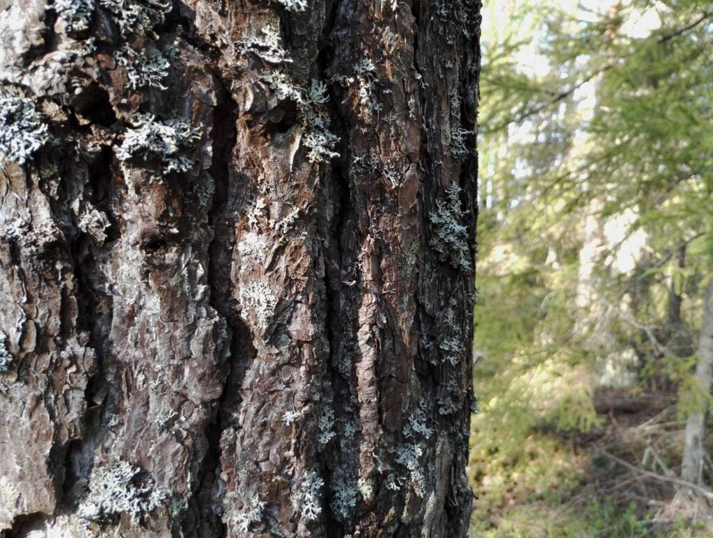 Woimahevonen taitotalli | Sosiaalipedagoginen hevostoiminta, Mindfulness, hevostalli | Söörmarkku, Pori