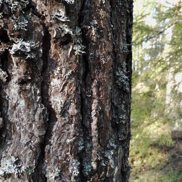 Woimahevonen taitotalli | Sosiaalipedagoginen hevostoiminta, Mindfulness, hevostalli | Söörmarkku, Pori